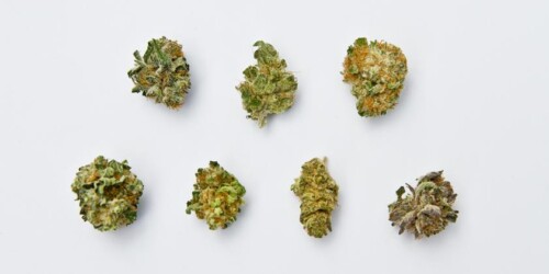 cannabis strains