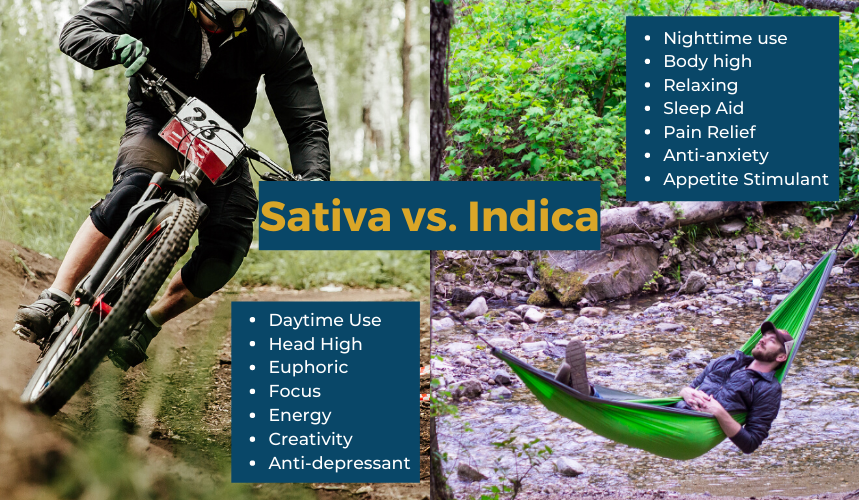 Indica vs Sativa