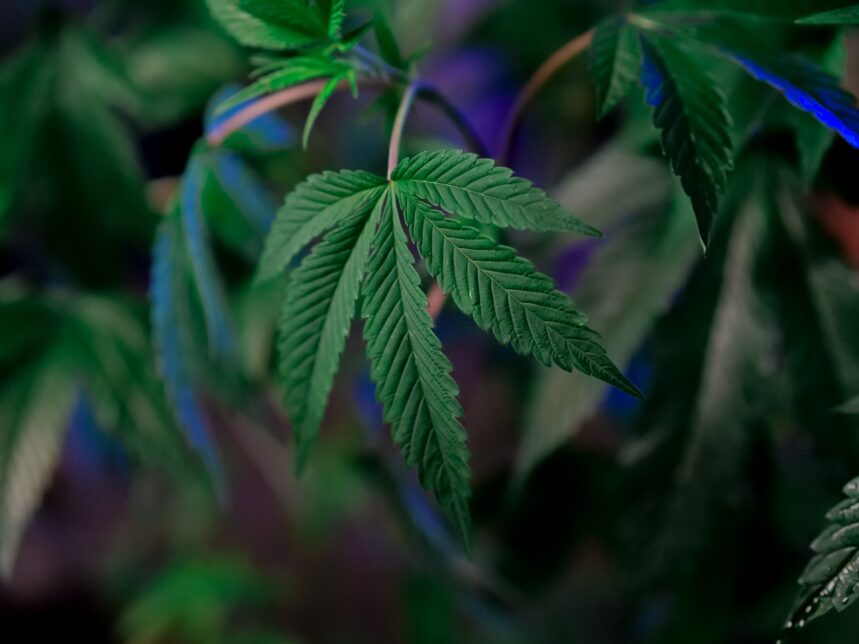 What do marijuana leaves look like?