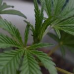Understanding Sativa: A Comprehensive Guide to the Energizing Cannabis Strain 8