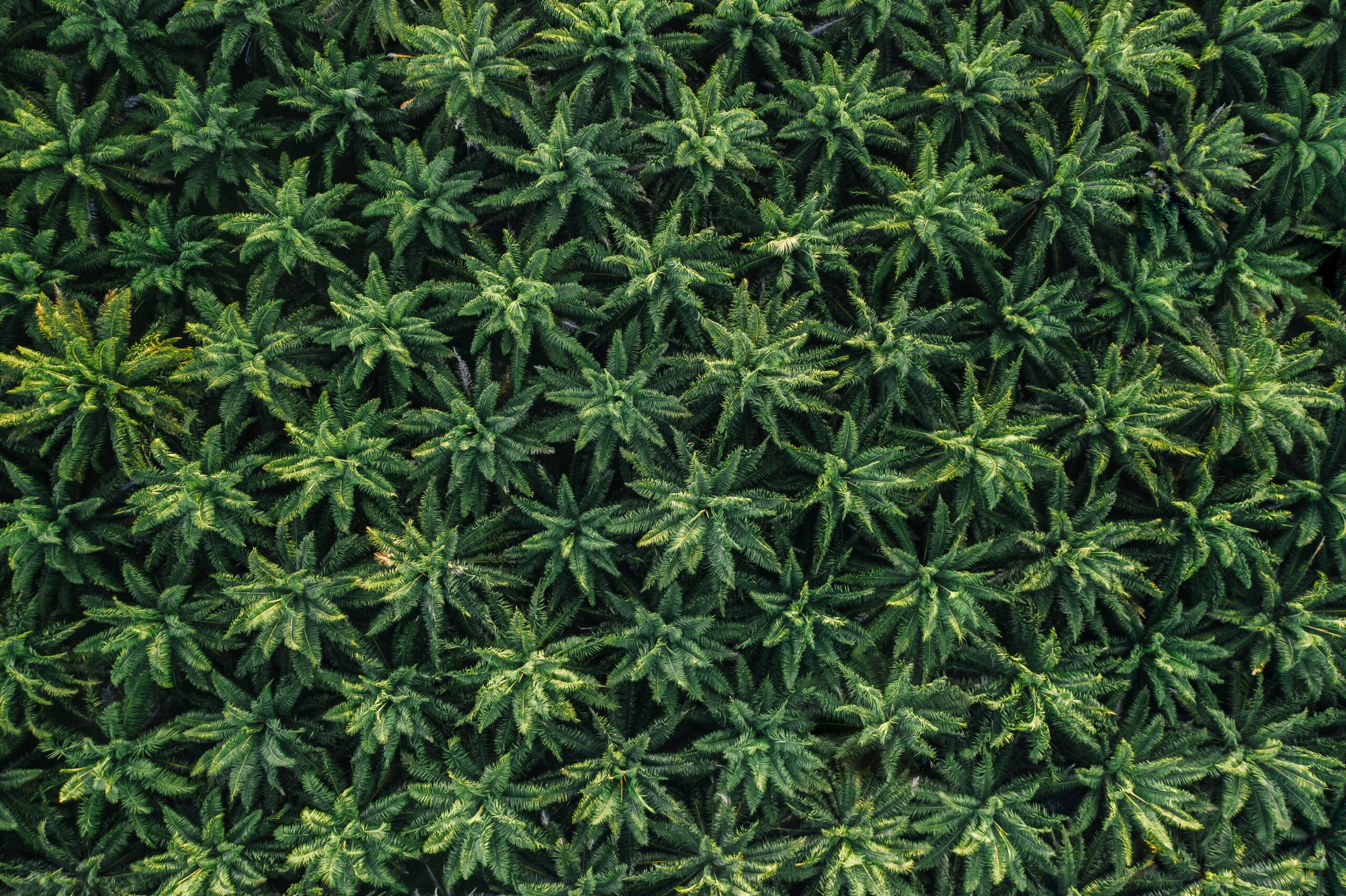 A Beginner's Guide to Cannabis
