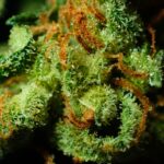 What are Terpenes? Unveiling the Aromas and Therapeutic Potential of Cannabis 2