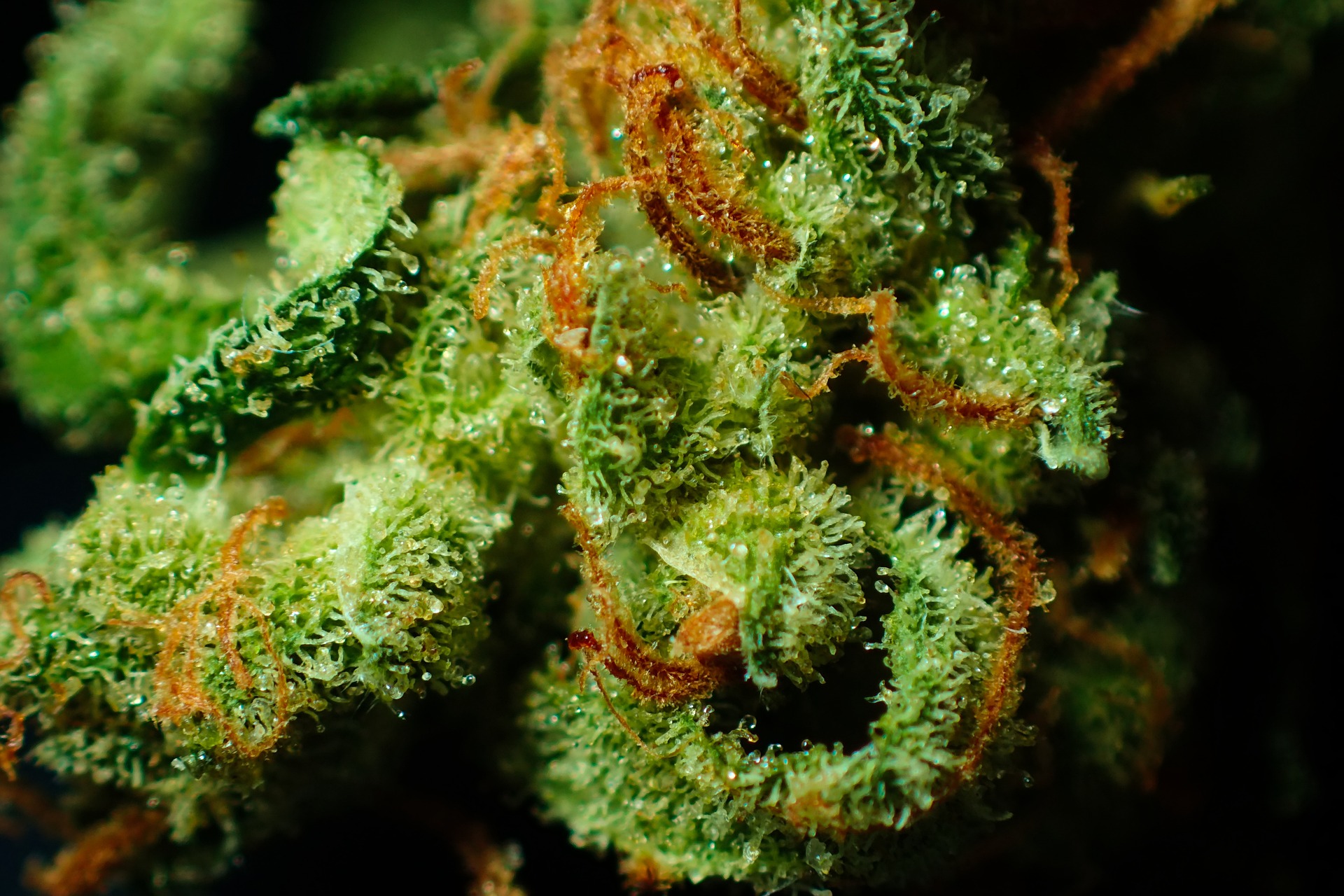 What are Terpenes? Unveiling the Aromas and Therapeutic Potential of Cannabis 1
